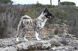 AKITA AMERICAIN 356